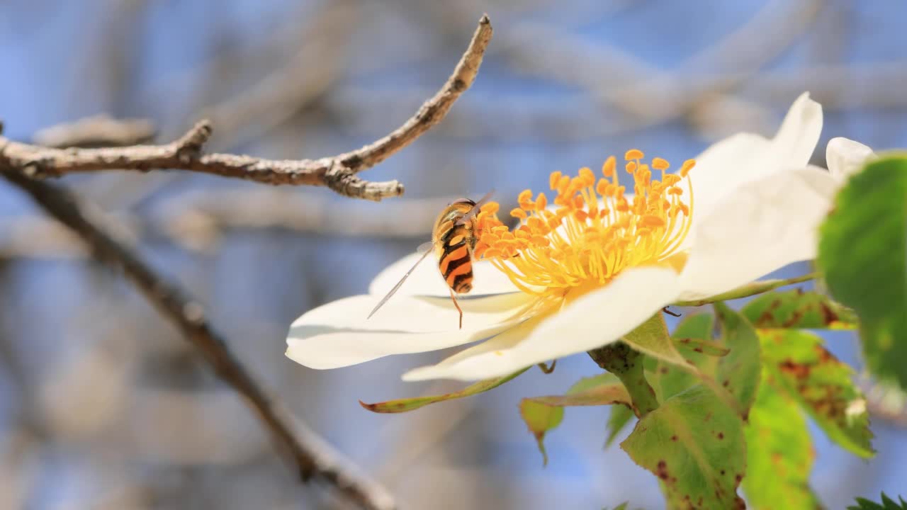 食蚜蝇、花蝇或食蚜蝇，昆虫科食蚜蝇。它们伪装成危险的昆虫黄蜂和蜜蜂。许多种类的成虫主要以花蜜和花粉为食。