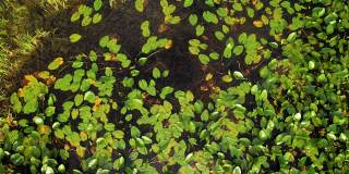 沼泽里的睡莲。漂浮的沼泽中，黄色的睡莲花，绿叶。Waterlilia在野外。