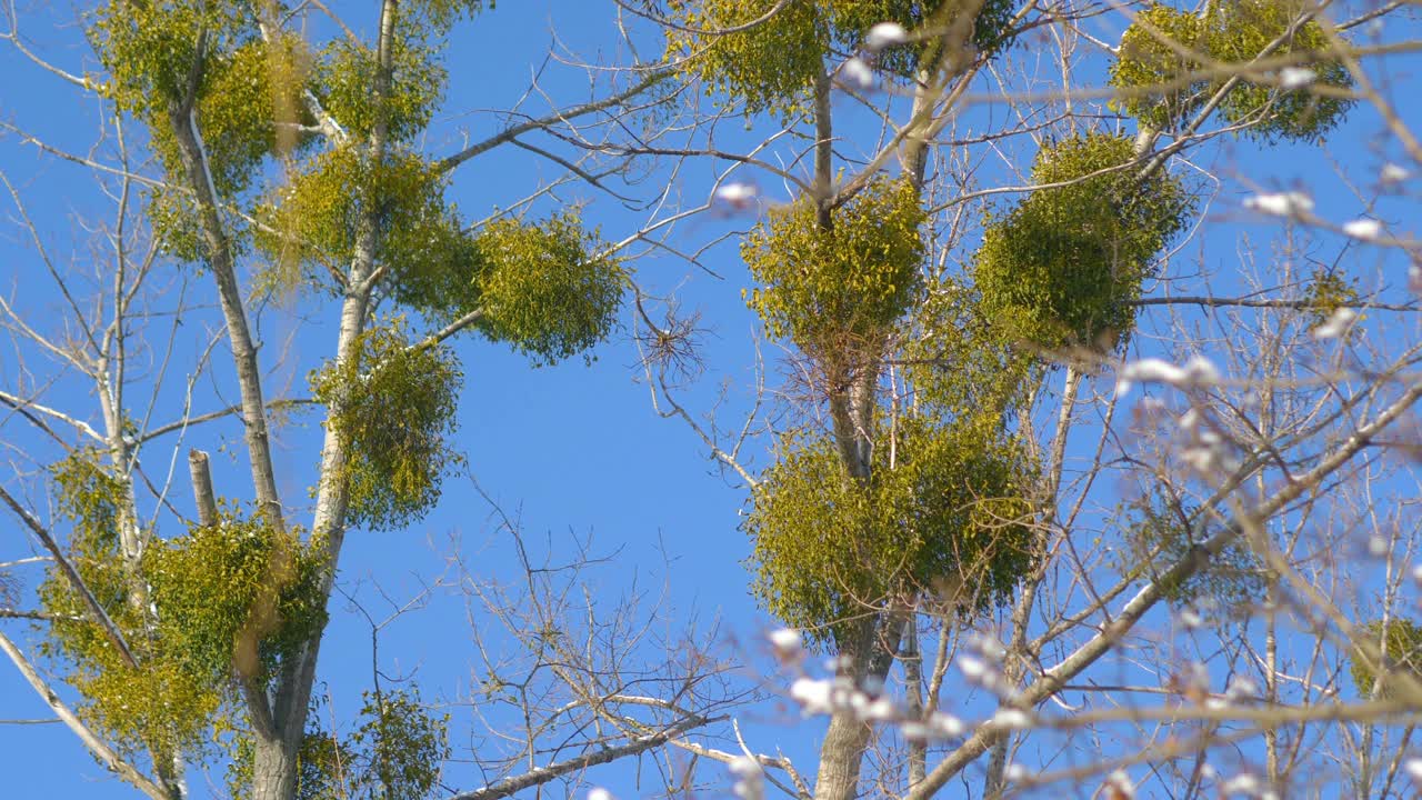 槲寄生在树上生长的4k慢镜头60帧