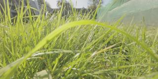 镜头穿过草地，绿色的草地特写。草地上的运动特写
