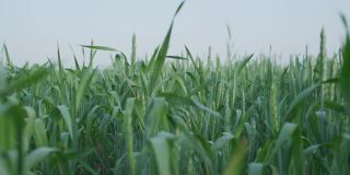 夏天，在晴朗的天空下，绿色的小麦在农田的土壤上生长