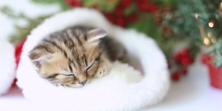 一只有趣的条纹小猫戴着圣诞老人的帽子安静地睡觉