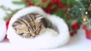 一只有趣的条纹小猫戴着圣诞老人的帽子安静地睡觉视频素材模板下载