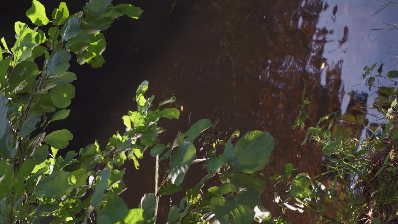 白杨树叶在森林池塘的映衬下随风摇摆。落入水中的飞溅声。阳光照射在树叶和湖水上，选择性聚焦。秋日，垂直视频4K