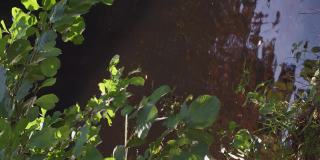白杨树叶在森林池塘的映衬下随风摇摆。落入水中的飞溅声。阳光照射在树叶和湖水上，选择性聚焦。秋日，垂直视频4K
