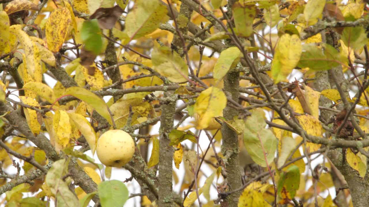 白俄罗斯，秋天吃苹果