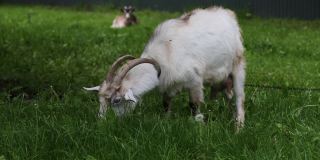 在牧场上吃草的长着角的白山羊。村庄里的大自然特写