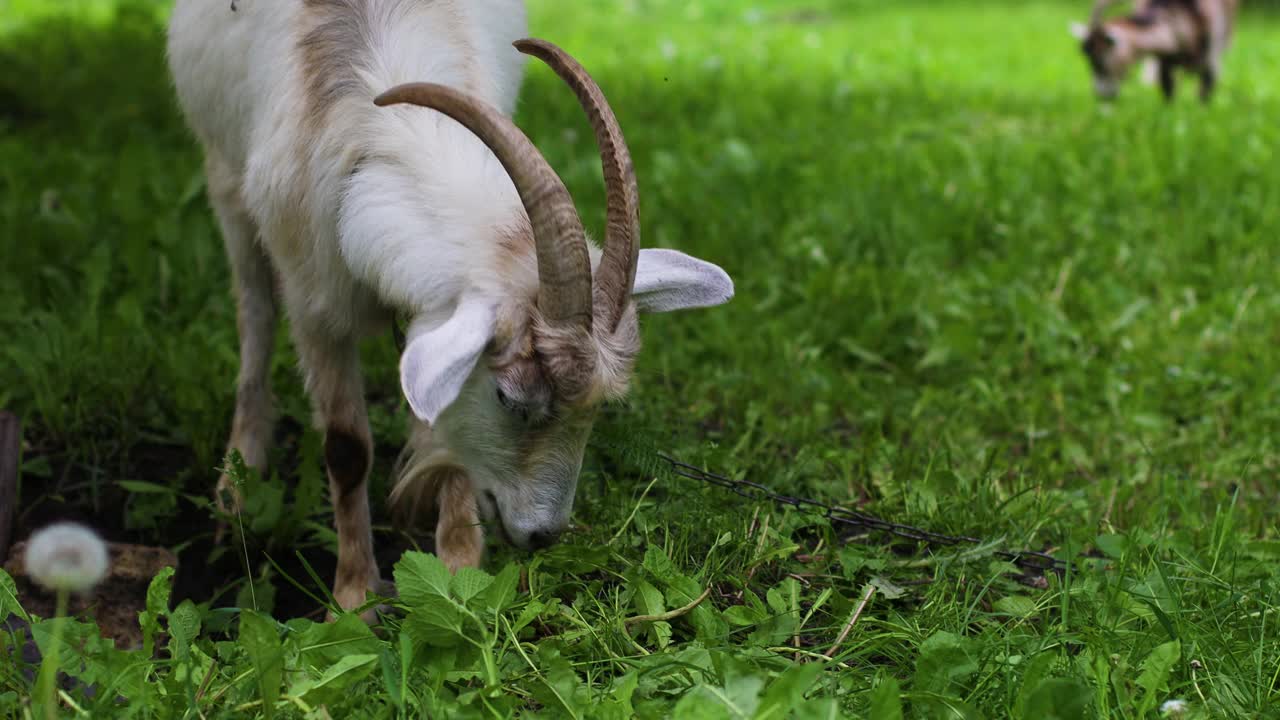 在乡村乡村绿色的夏季草地上吃草的棕色山羊小山羊头特写