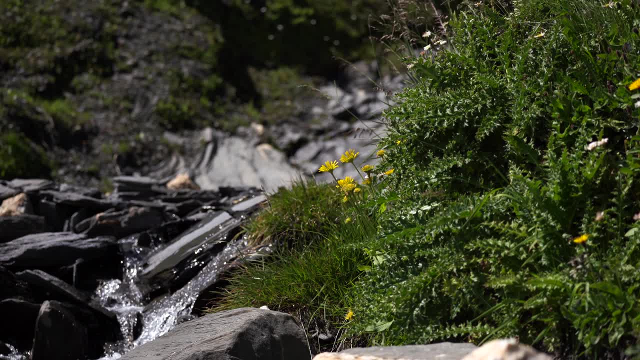 一条有黄色植物的融水的小河遇见了格勒·布卢曼