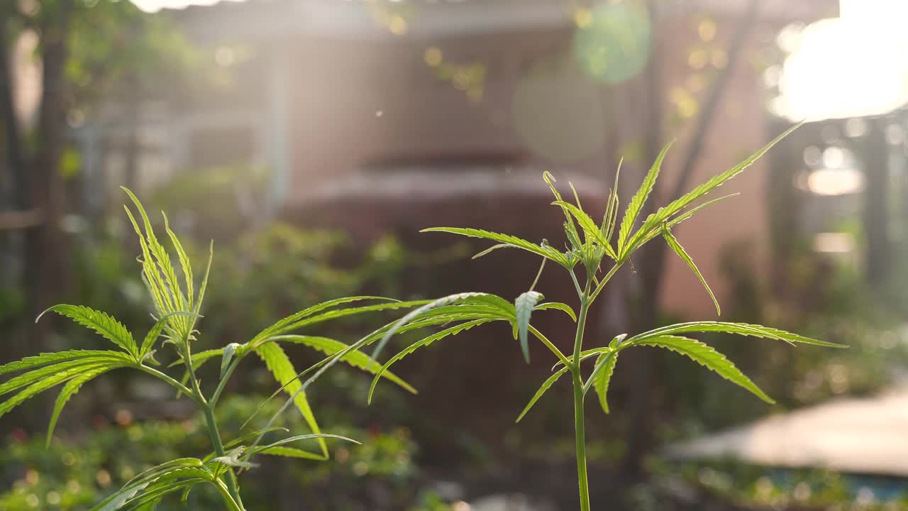 绿色大麻树大麻植物麻醉草本温室。大麻叶制成的大麻原油药农在阳光照射下。CBC, THC草本农业杂草叶药，医药保健概念