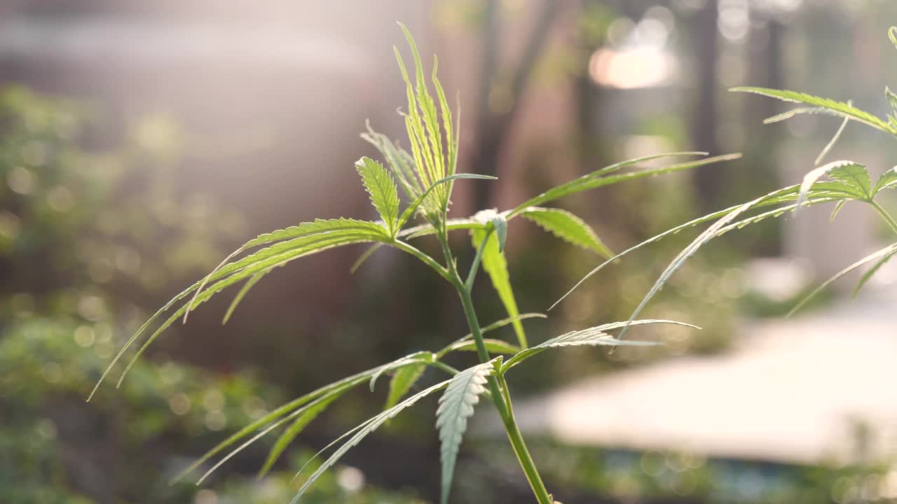 绿色大麻树大麻植物麻醉草本温室。大麻叶制成的大麻原油药农在阳光照射下。CBC, THC草本农业杂草叶药，医药保健概念