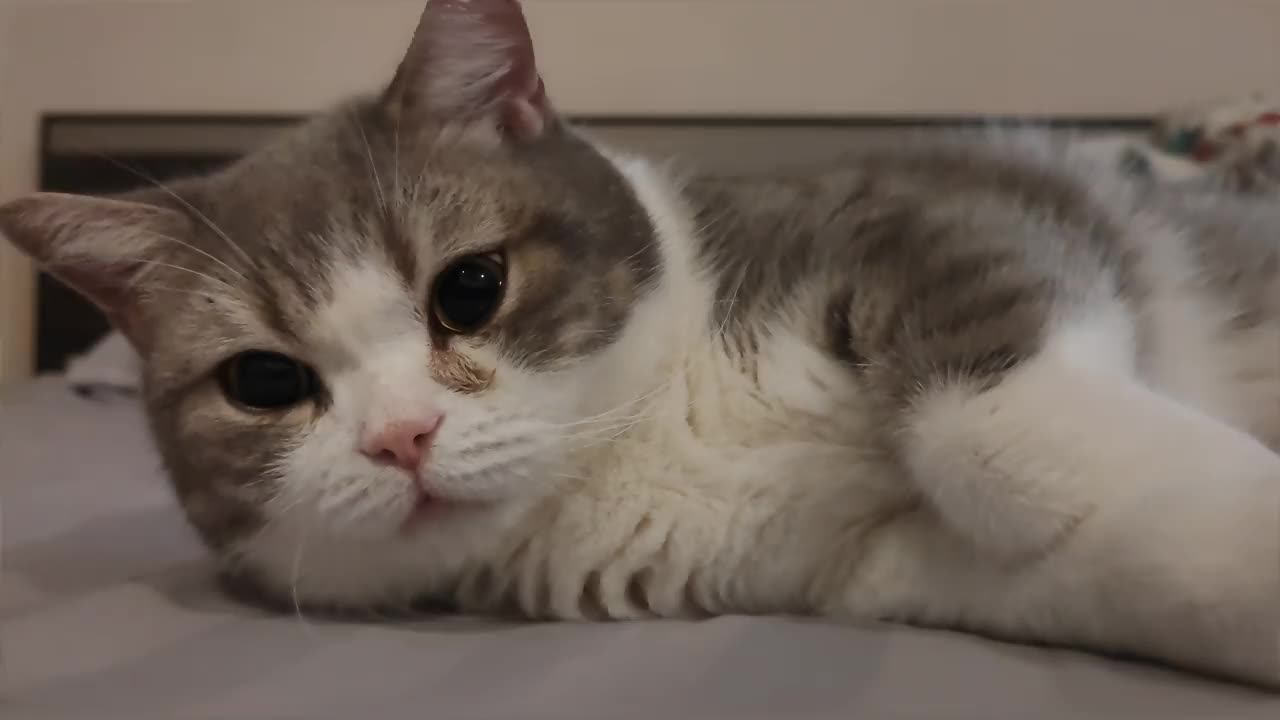 4K视频中，有趣的苏格兰折耳灰条纹猫睡觉，躺在人床上，可爱的脸和黑色的大眼睛看着镜头。带一些“噪音和颗粒”的外观。