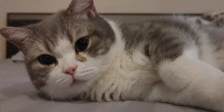 4K视频中，有趣的苏格兰折耳灰条纹猫睡觉，躺在人床上，可爱的脸和黑色的大眼睛看着镜头。带一些“噪音和颗粒”的外观。