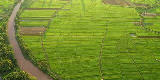 鸟瞰大片农田，河流穿过的稻田。泰国北部南省农村地区的农业生活方式。