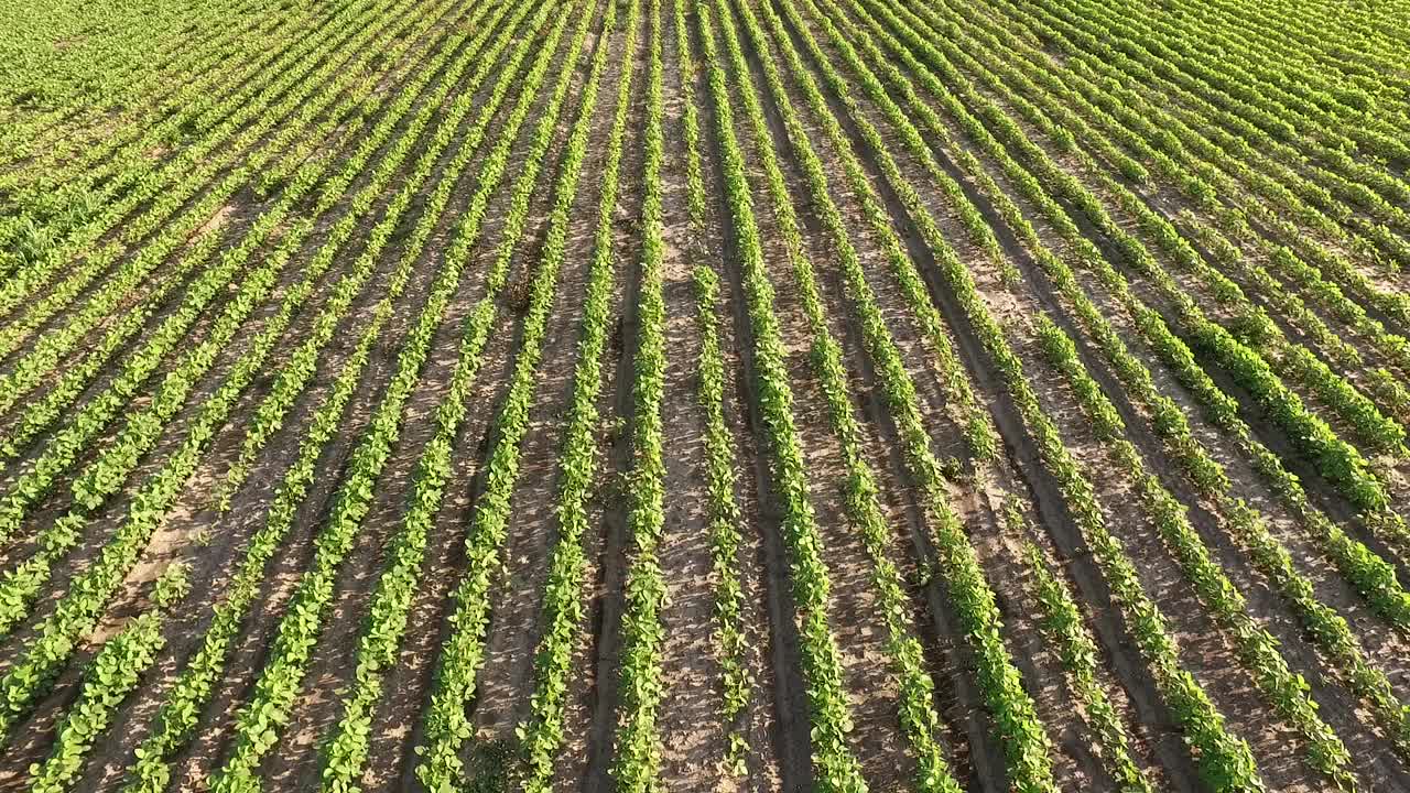 无人机拍摄的绿色大豆田