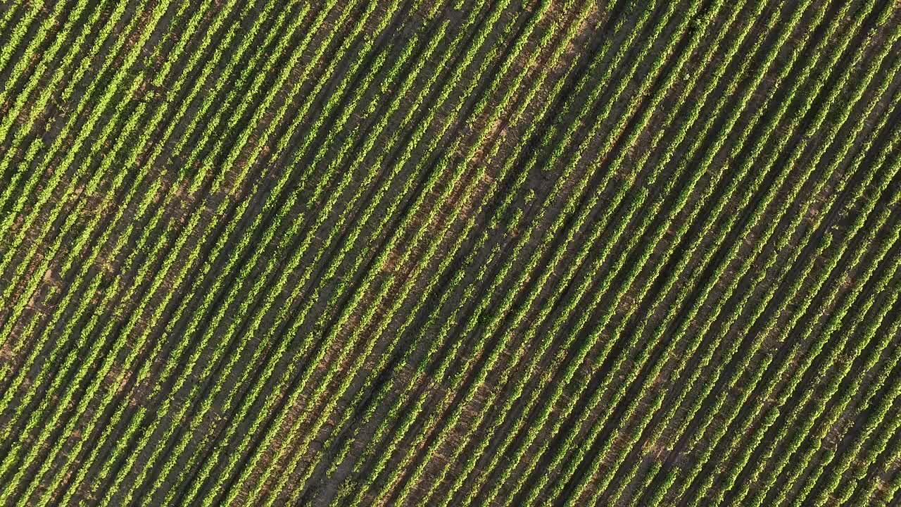 无人机拍摄的绿色大豆田