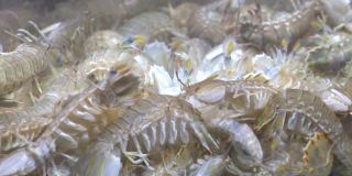 螳螂虾在水产市场的鱼缸里游泳