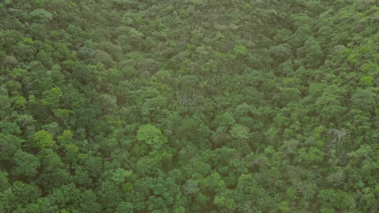 鸟瞰图大绿色森林在山。无人机视频在倒车。从上面可以看到丛林和山上的树木。