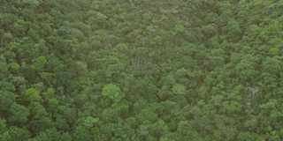 鸟瞰图大绿色森林在山。无人机视频在倒车。从上面可以看到丛林和山上的树木。