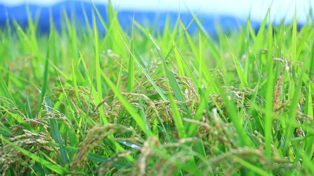 雨滴落在水稻植株上，日本乡村风光