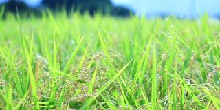 雨滴落在水稻植株上，日本乡村风光