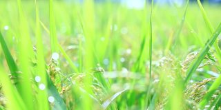 雨滴落在水稻植株上，日本乡村风光