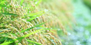 雨滴落在水稻植株上，日本乡村风光