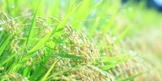 雨滴落在水稻植株上，日本乡村风光