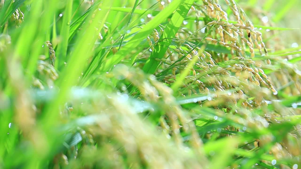 雨滴落在水稻植株上，日本乡村风光