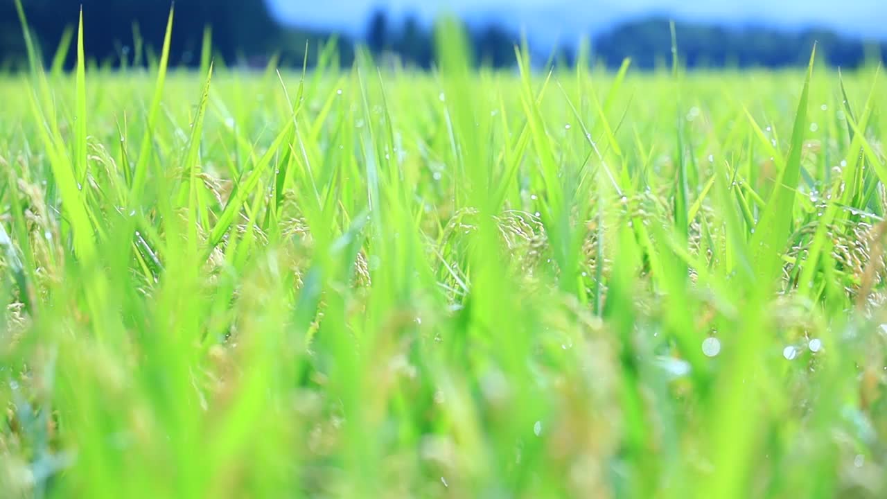 雨滴落在水稻植株上，日本乡村风光