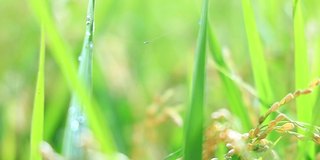 雨滴落在水稻植株上，日本乡村风光