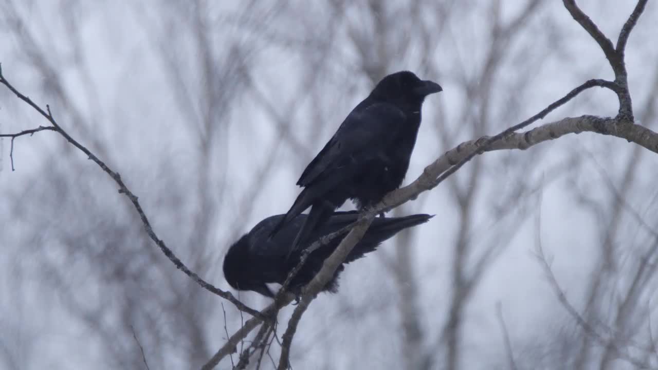 白俄罗斯，冬天松树林中的普通乌鸦