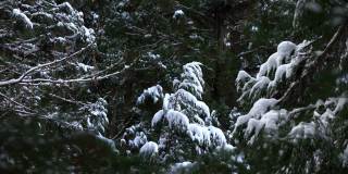 日本美丽的冬天，霜冻的松树上覆盖着积雪
