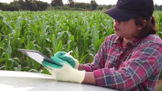 玉米地里的女农业研究员视频素材模板下载