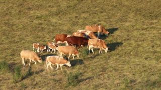 一群带着小牛的母牛在草地上吃草视频素材模板下载