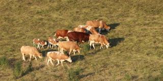 一群带着小牛的母牛在草地上吃草
