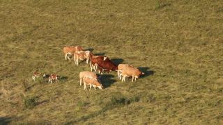 一群带着小牛的母牛在草地上吃草视频素材模板下载
