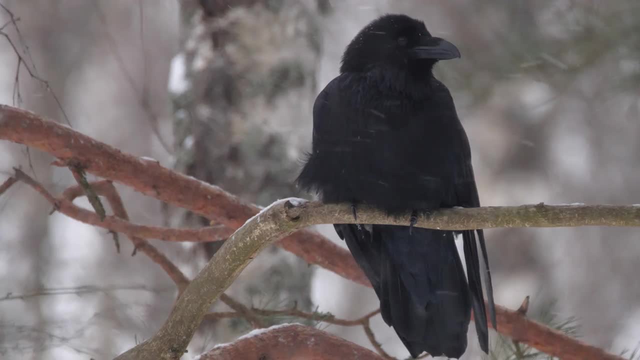 白俄罗斯，冬天松树林中的普通乌鸦