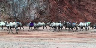 骆驼在大峡谷中行走