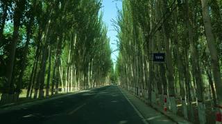 和田是新疆省白杨树大道视频素材模板下载
