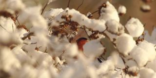 白俄罗斯红腹灰雀在冬季吃种子