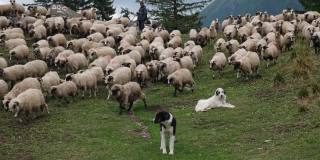 一群绵羊在山上草地上吃草