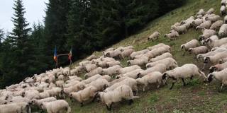 一群绵羊在山上草地上吃草