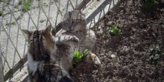两只猫在花园里玩耍，在交配前进行爱的仪式