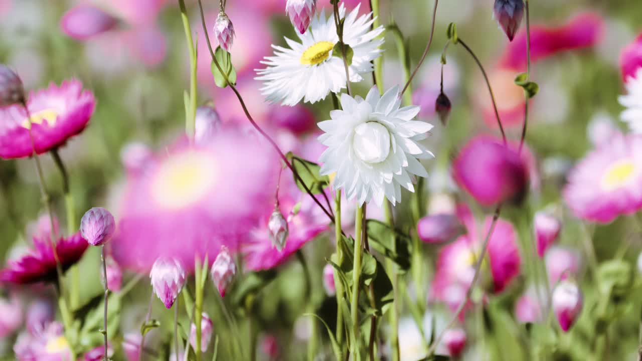 野花盛开，淡粉色的背景。拍摄于西澳大利亚