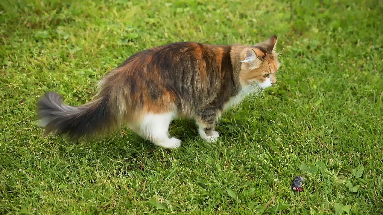 傲慢的短毛家庭有趣的虎斑猫潜入新鲜的绿色草地背景。夏天小猫在花园后院散步。宠物保健和动物概念