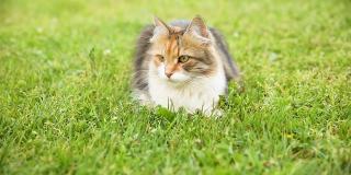 傲慢的短毛家庭有趣的虎斑猫潜入新鲜的绿色草地背景。夏天小猫在花园后院散步。宠物保健和动物概念