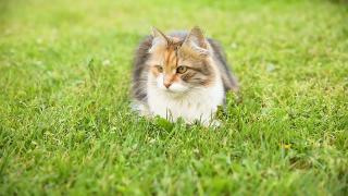 傲慢的短毛家庭有趣的虎斑猫潜入新鲜的绿色草地背景。夏天小猫在花园后院散步。宠物保健和动物概念视频素材模板下载
