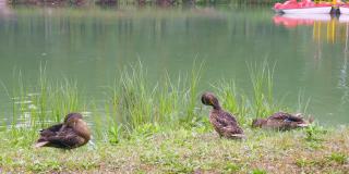 三只野鸭安静地清理着羽毛，在湖边的草地上发出嘶嘶声，海鸥在水面上飞翔。野鸭在池塘里游泳
