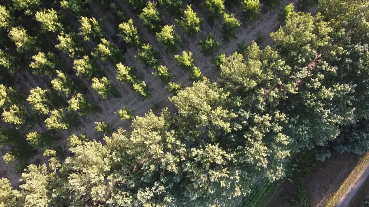 无人机拍摄的意大利北部农田和树木